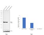 HMGB1 Antibody in Western Blot (WB)