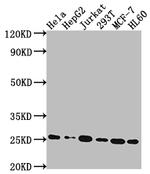 HMGB1 Antibody in Western Blot (WB)