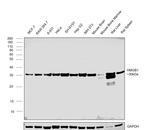 HMGB1 Antibody in Western Blot (WB)