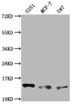 CD266 Antibody in Western Blot (WB)