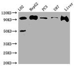 Alix Antibody in Western Blot (WB)