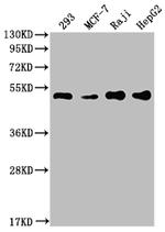 PABPN1 Antibody in Western Blot (WB)