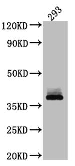 DKK1 Antibody in Western Blot (WB)