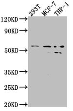 MMP12 Antibody in Western Blot (WB)