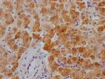 XDH Antibody in Immunohistochemistry (Paraffin) (IHC (P))