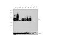 CD38 Antibody in Western Blot (WB)