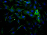 Dynamin 2 Antibody in Immunocytochemistry (ICC/IF)