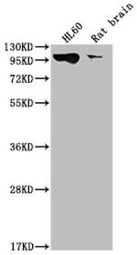 Dynamin 2 Antibody in Western Blot (WB)