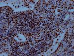 RbAp48 Antibody in Immunohistochemistry (Paraffin) (IHC (P))