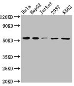 MCT1 Antibody in Western Blot (WB)