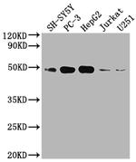 S1P1 Antibody in Western Blot (WB)