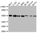 DRD3 Antibody in Western Blot (WB)