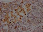 ISL1 Antibody in Immunohistochemistry (Paraffin) (IHC (P))