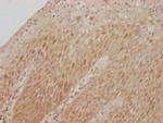 CDK2 Antibody in Immunohistochemistry (Paraffin) (IHC (P))