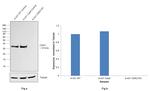 CDK2 Antibody in Western Blot (WB)