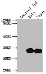 Galectin 3 Antibody in Immunoprecipitation (IP)