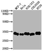 Galectin 3 Antibody in Western Blot (WB)