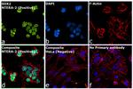 SOX2 Antibody