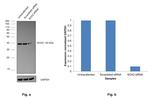 SOX2 Antibody in Western Blot (WB)