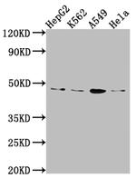 PD-L1 Antibody in Western Blot (WB)