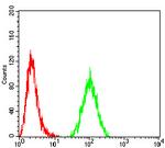 ACSS1 Antibody in Flow Cytometry (Flow)