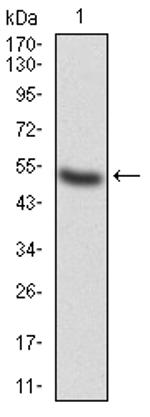 alpha Adducin Antibody in Western Blot (WB)