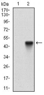 CD166 Antibody in Western Blot (WB)