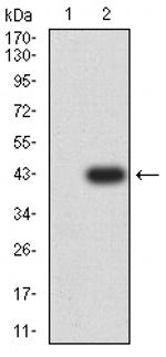 AMBRA1 Antibody in Western Blot (WB)