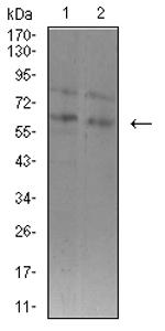 ASH2L Antibody in Western Blot (WB)