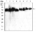 ATG16L1 Antibody in Western Blot (WB)