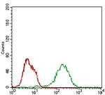 BAD Antibody in Flow Cytometry (Flow)