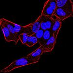 BMP-4 Antibody in Immunocytochemistry (ICC/IF)