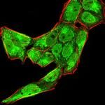 BMP-4 Antibody in Immunocytochemistry (ICC/IF)