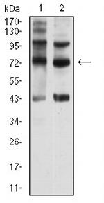 SEMA7A Antibody in Western Blot (WB)