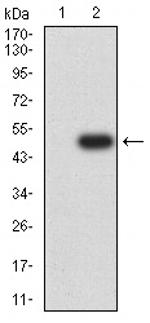 SEMA7A Antibody in Western Blot (WB)