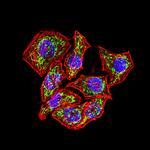 GP130 Antibody in Immunocytochemistry (ICC/IF)