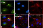 GP130 Antibody in Immunocytochemistry (ICC/IF)