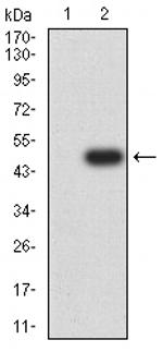 BCAM Antibody in Western Blot (WB)