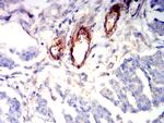 S1P1 Antibody in Immunohistochemistry (Paraffin) (IHC (P))