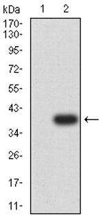 S1P1 Antibody in Western Blot (WB)