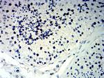 p57 Kip2 Antibody in Immunohistochemistry (Paraffin) (IHC (P))