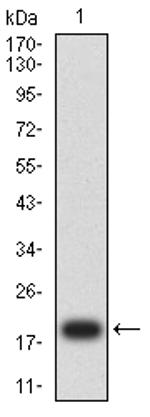 p16INK4a Antibody in Western Blot (WB)