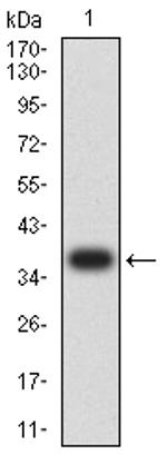 CHRM3 Antibody in Western Blot (WB)