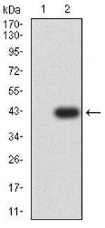 CHRM3 Antibody in Western Blot (WB)