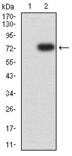 Creatine Kinase MM Antibody in Western Blot (WB)