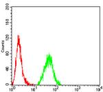 Calponin 3 Antibody in Flow Cytometry (Flow)