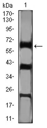 CTNNBL1 Antibody in Western Blot (WB)