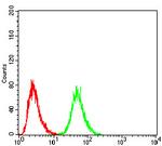 DDX3 Antibody in Flow Cytometry (Flow)