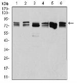 DDX3 Antibody in Western Blot (WB)