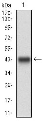 DNM1L Antibody in Western Blot (WB)